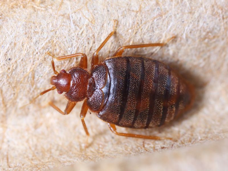 Bed Bug Treatment Service
